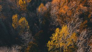 Preview wallpaper trees, view from above, autumn