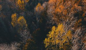 Preview wallpaper trees, view from above, autumn