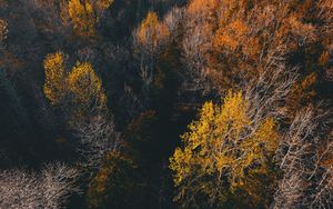 Preview wallpaper trees, view from above, autumn