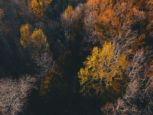 Preview wallpaper trees, view from above, autumn