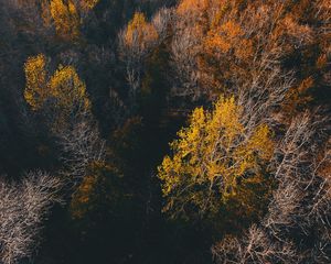 Preview wallpaper trees, view from above, autumn