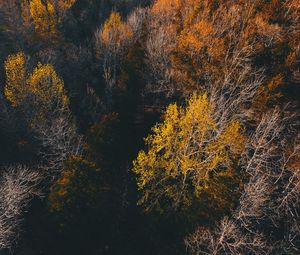 Preview wallpaper trees, view from above, autumn