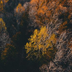 Preview wallpaper trees, view from above, autumn