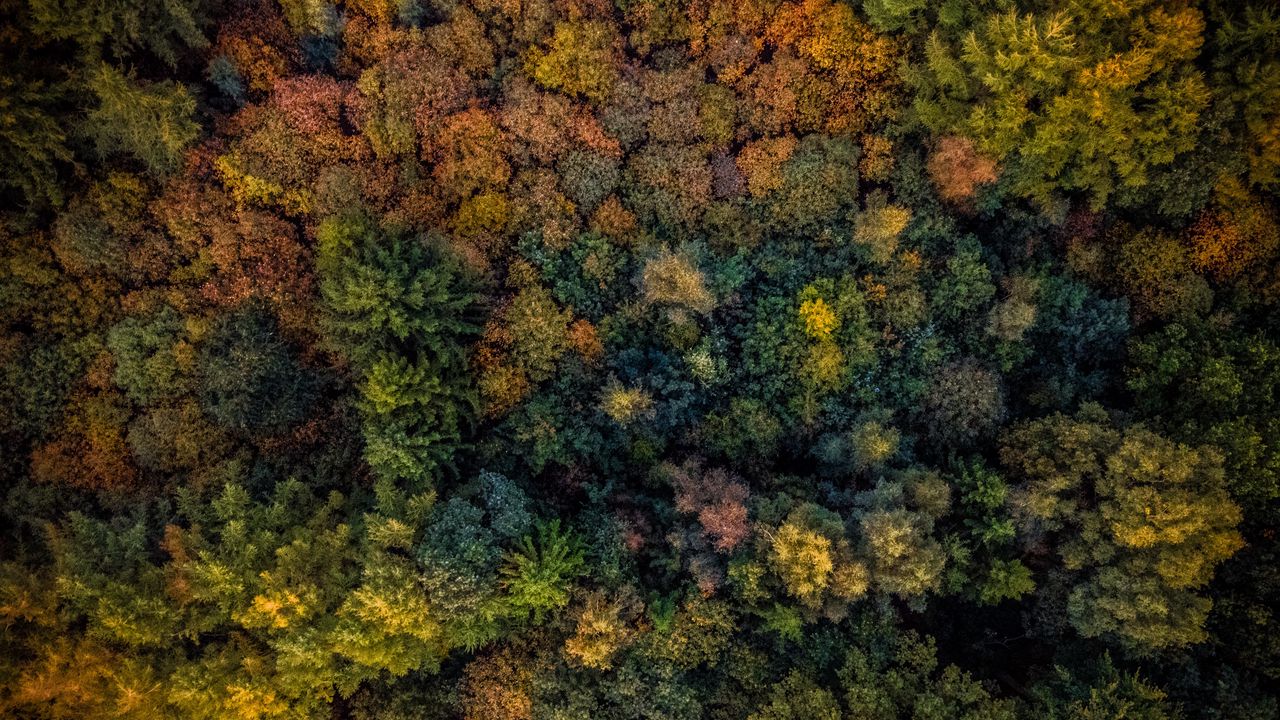 Wallpaper trees, view from above, autumn