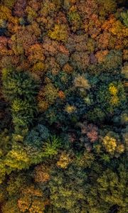 Preview wallpaper trees, view from above, autumn