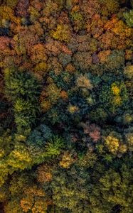 Preview wallpaper trees, view from above, autumn