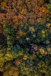 Preview wallpaper trees, view from above, autumn