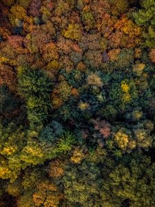 Preview wallpaper trees, view from above, autumn