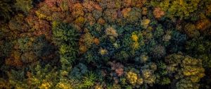 Preview wallpaper trees, view from above, autumn