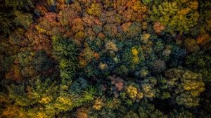 Preview wallpaper trees, view from above, autumn