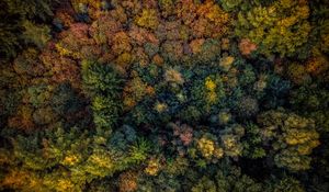 Preview wallpaper trees, view from above, autumn