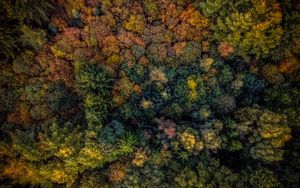 Preview wallpaper trees, view from above, autumn