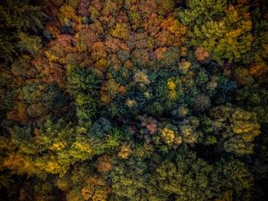 Preview wallpaper trees, view from above, autumn