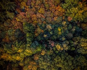 Preview wallpaper trees, view from above, autumn