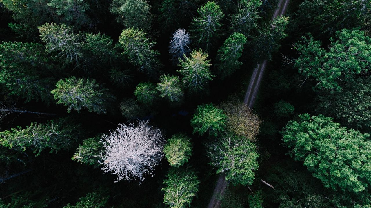 Wallpaper trees, view from above, road