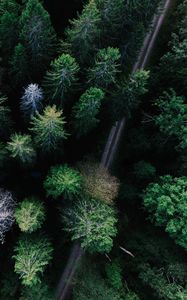 Preview wallpaper trees, view from above, road