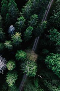 Preview wallpaper trees, view from above, road