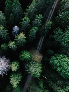 Preview wallpaper trees, view from above, road