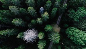 Preview wallpaper trees, view from above, road