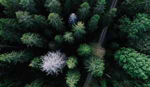 Preview wallpaper trees, view from above, road