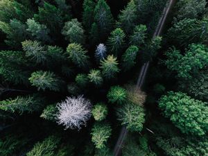 Preview wallpaper trees, view from above, road