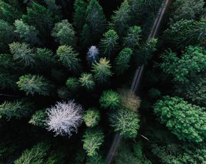 Preview wallpaper trees, view from above, road