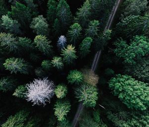 Preview wallpaper trees, view from above, road