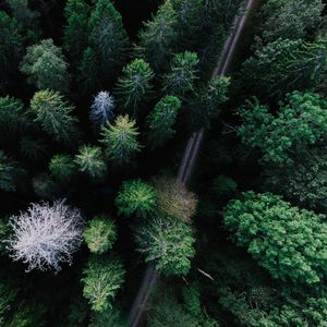 Preview wallpaper trees, view from above, road