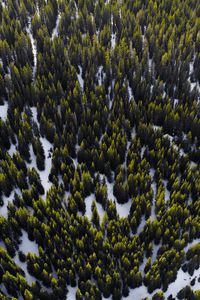 Preview wallpaper trees, view from above, snow