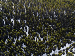 Preview wallpaper trees, view from above, snow