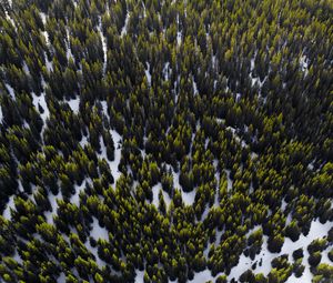 Preview wallpaper trees, view from above, snow