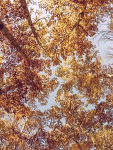 Preview wallpaper trees, view from below, autumn