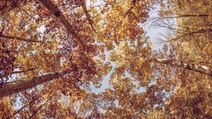 Preview wallpaper trees, view from below, autumn