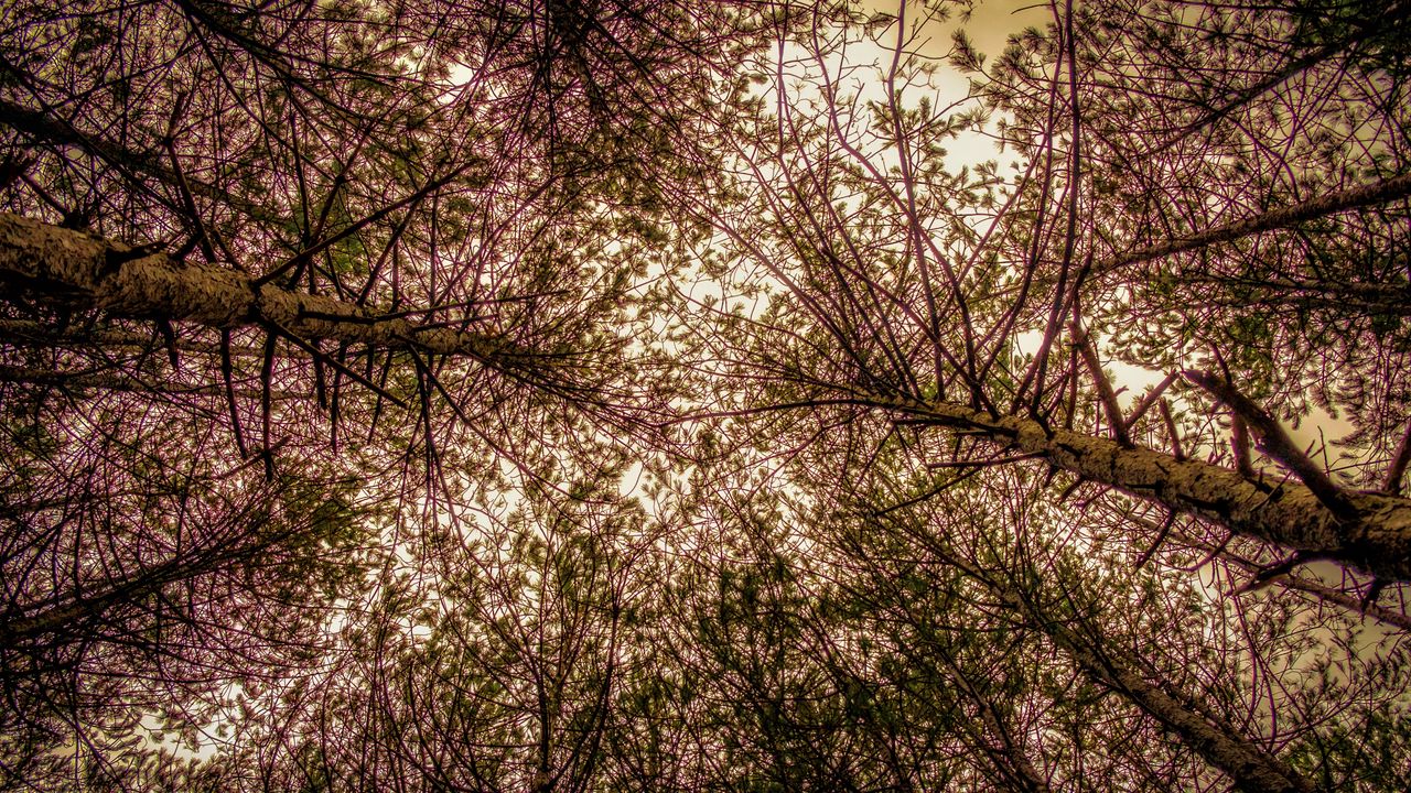 Wallpaper trees, view from below, branches, sky