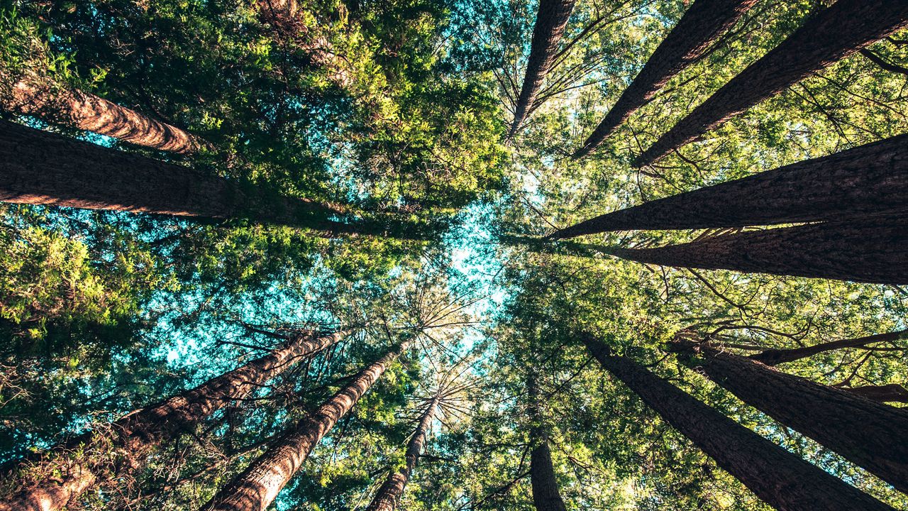 Wallpaper trees, view from below, branches, sky