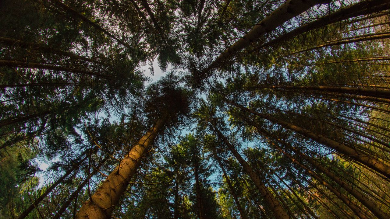 Wallpaper trees, view from below, tops, branches