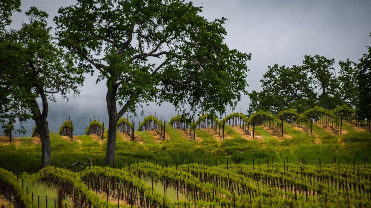 Wallpaper trees, vineyards, grass, nature