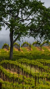Preview wallpaper trees, vineyards, grass, nature