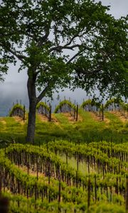 Preview wallpaper trees, vineyards, grass, nature