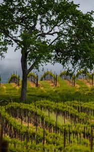 Preview wallpaper trees, vineyards, grass, nature
