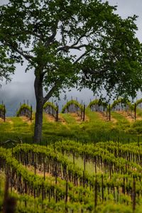 Preview wallpaper trees, vineyards, grass, nature