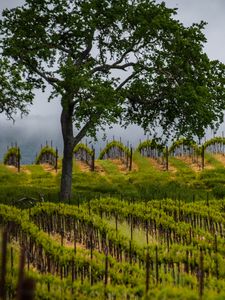 Preview wallpaper trees, vineyards, grass, nature