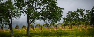 Preview wallpaper trees, vineyards, grass, nature