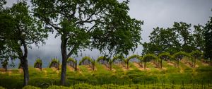 Preview wallpaper trees, vineyards, grass, nature