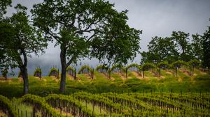 Preview wallpaper trees, vineyards, grass, nature