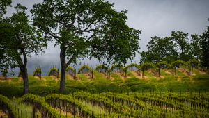 Preview wallpaper trees, vineyards, grass, nature