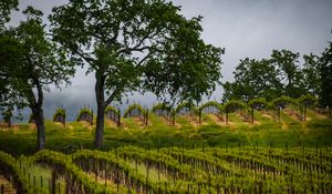 Preview wallpaper trees, vineyards, grass, nature