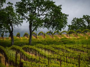 Preview wallpaper trees, vineyards, grass, nature