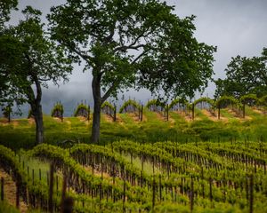 Preview wallpaper trees, vineyards, grass, nature