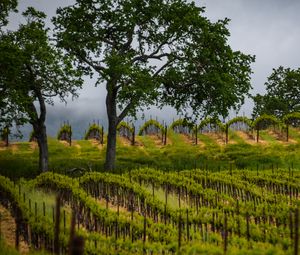 Preview wallpaper trees, vineyards, grass, nature